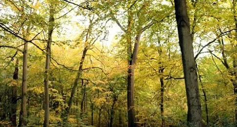 Actif Woods